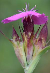 Dianthus carthusianorum subsp. carthusianorum