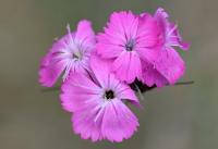 Dianthus carthusianorum subsp. carthusianorum