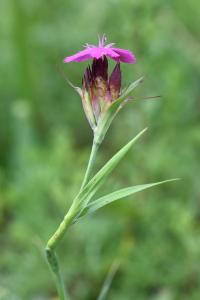 Dianthus carthusianorum subsp. carthusianorum