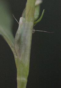 Persicaria hydropiper