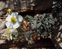 Helianthemum apenninum