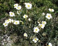 Helianthemum apenninum