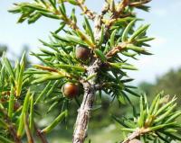 Juniperus communis subsp alpina