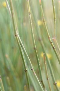 Ephedra fragilis subsp fragilis