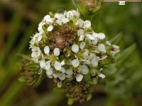 Lepidium heterophyllum