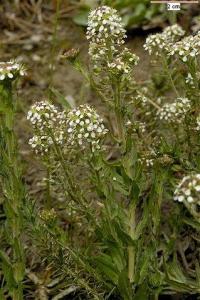 Lepidium heterophyllum