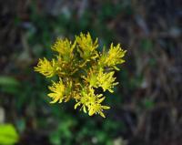 Sedum forsterianum