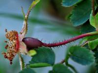 Rosa pendulina