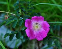 Rosa pendulina