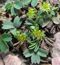 Sibbaldia procumbens