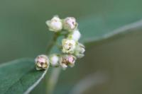 Cotoneaster nebrodensis