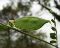 Vicia hybrida