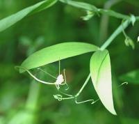 Lathyrus latifolius