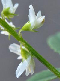 Melilotus albus