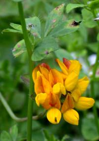 Lotus pedunculatus