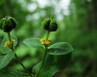 Euphorbia hyberna subsp. hyberna