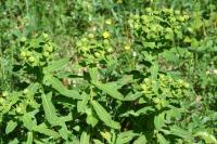 Euphorbia hyberna subsp. hyberna