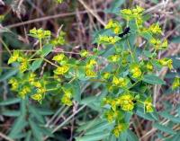 Euphorbia patyphyllos