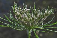 Daucus carota subsp. carota