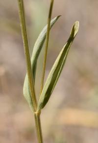 Centaurium quadrifolium subsp. parviflorum