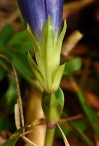 Gentiana occidentalis