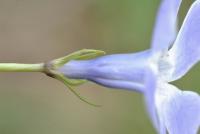 Vinca major