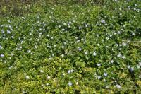 Vinca major