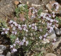 Thymus vulgaris subsp. vulgaris