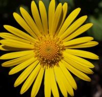 Doronicum plantagineum