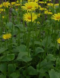 Doronicum plantagineum