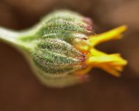 Calendula arvensis