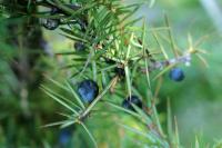 Juniperus communis subp. hemisphaerica