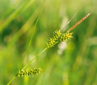 Carex punctata