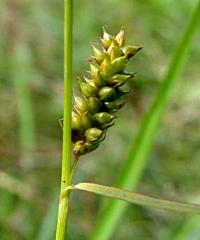 Carex punctata