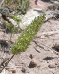 Lophochloa cristata