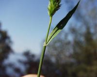 Lophochloa cristata