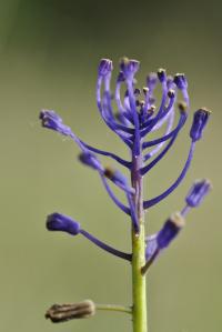 Muscari comosum