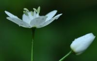 Allium nepolitanum
