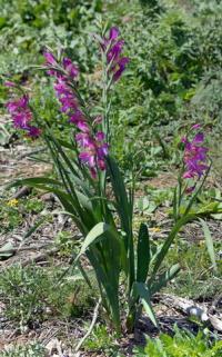 Gladiolus italicus