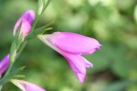 Gladiolus italicus