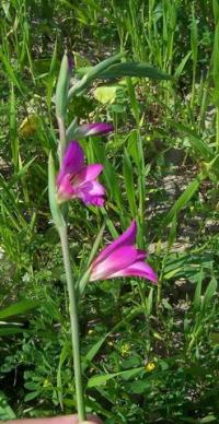 Gladiolus italicus